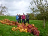 Apple orchard